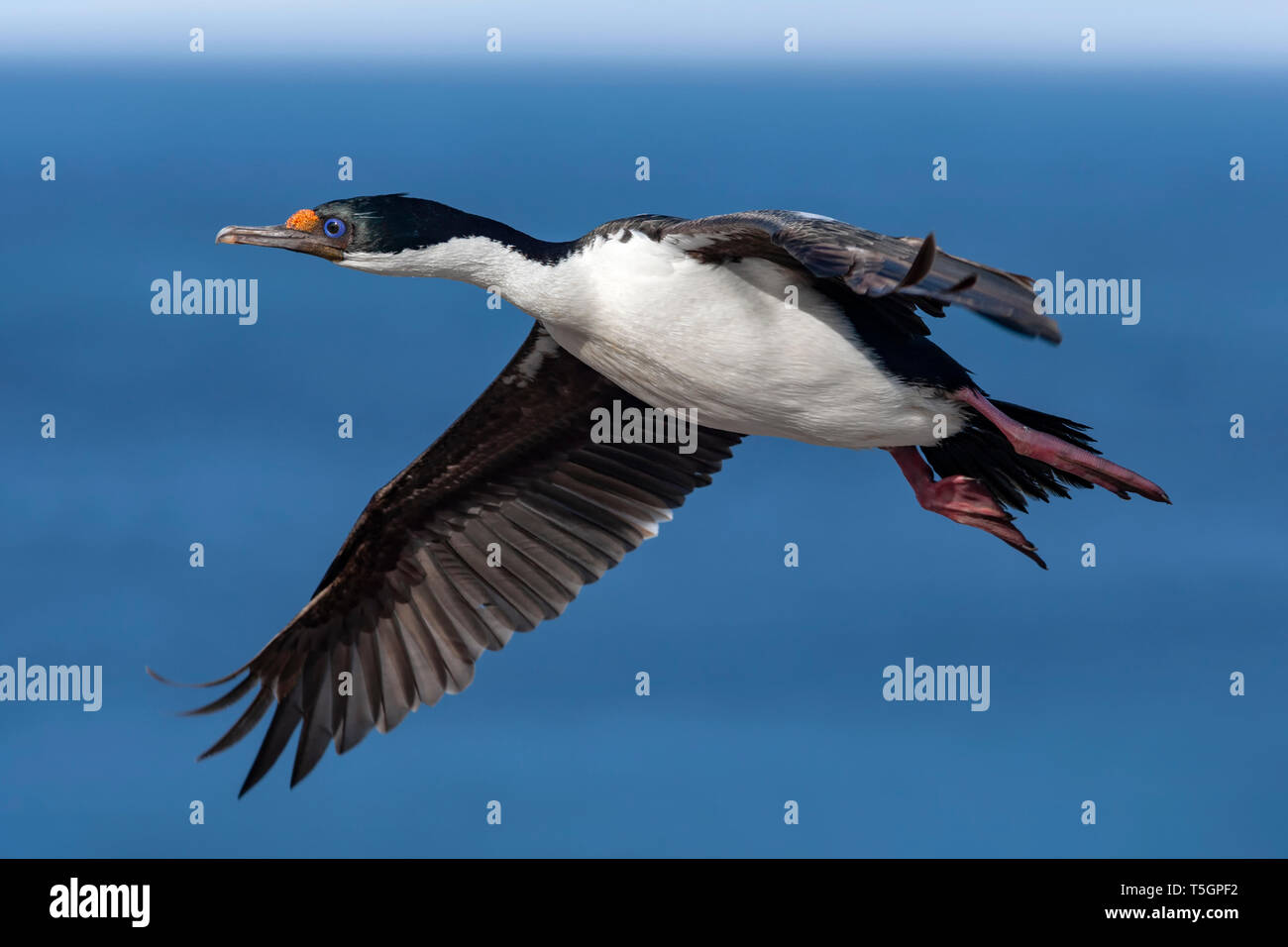King Cormorant in flight Stock Photo Alamy
