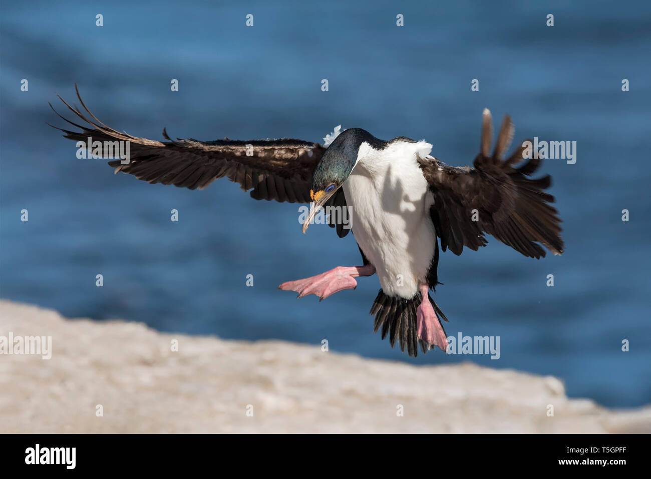 King Cormorant in flight Stock Photo Alamy