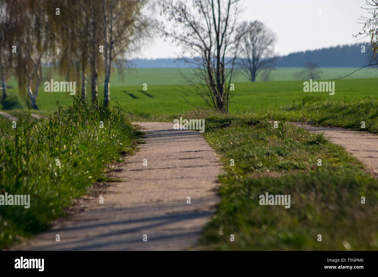 concrete slab road between two fields with trees in spring Stock Photo