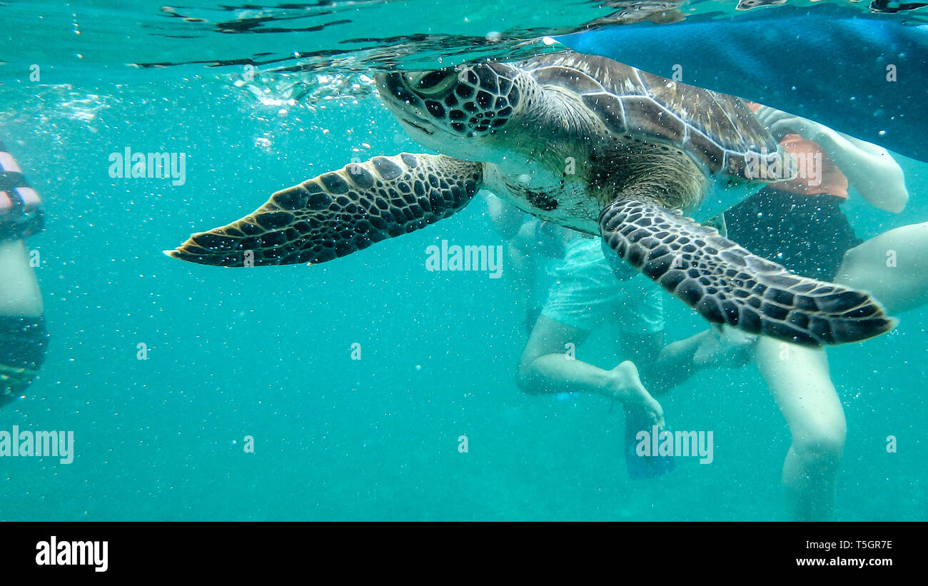 Tulum Turtle Stock Photo