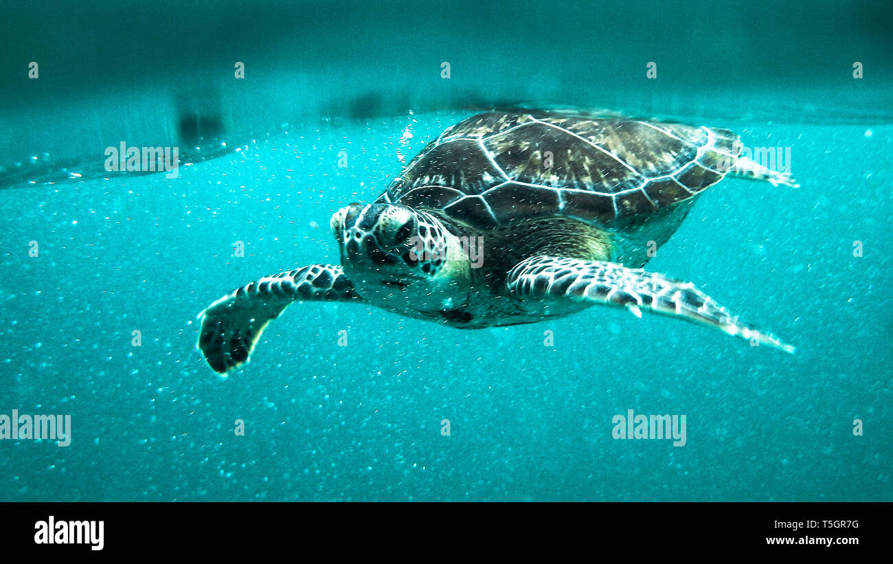 Tulum Turtle Stock Photo