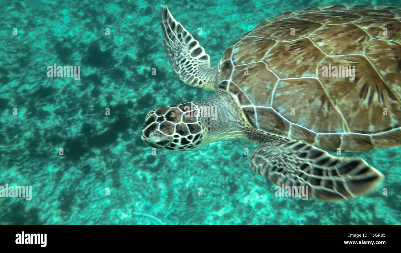 Country turtle hi-res stock photography and images - Alamy