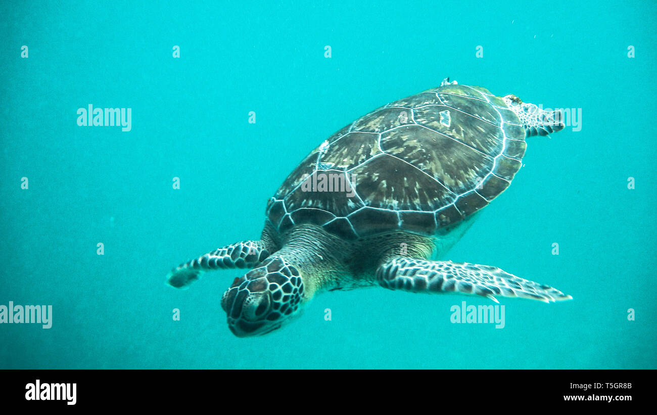 Tulum Turtle Stock Photo