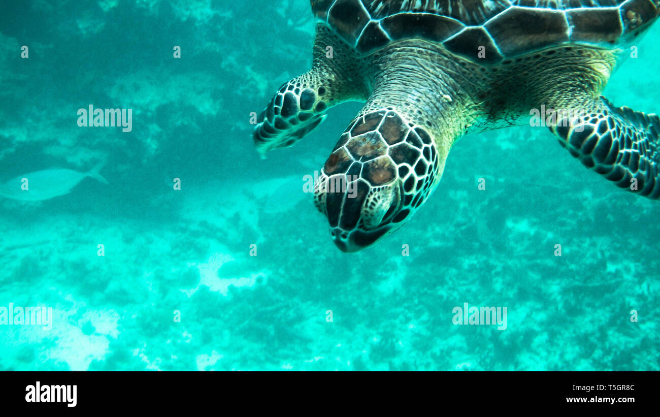 Tulum Turtle Stock Photo