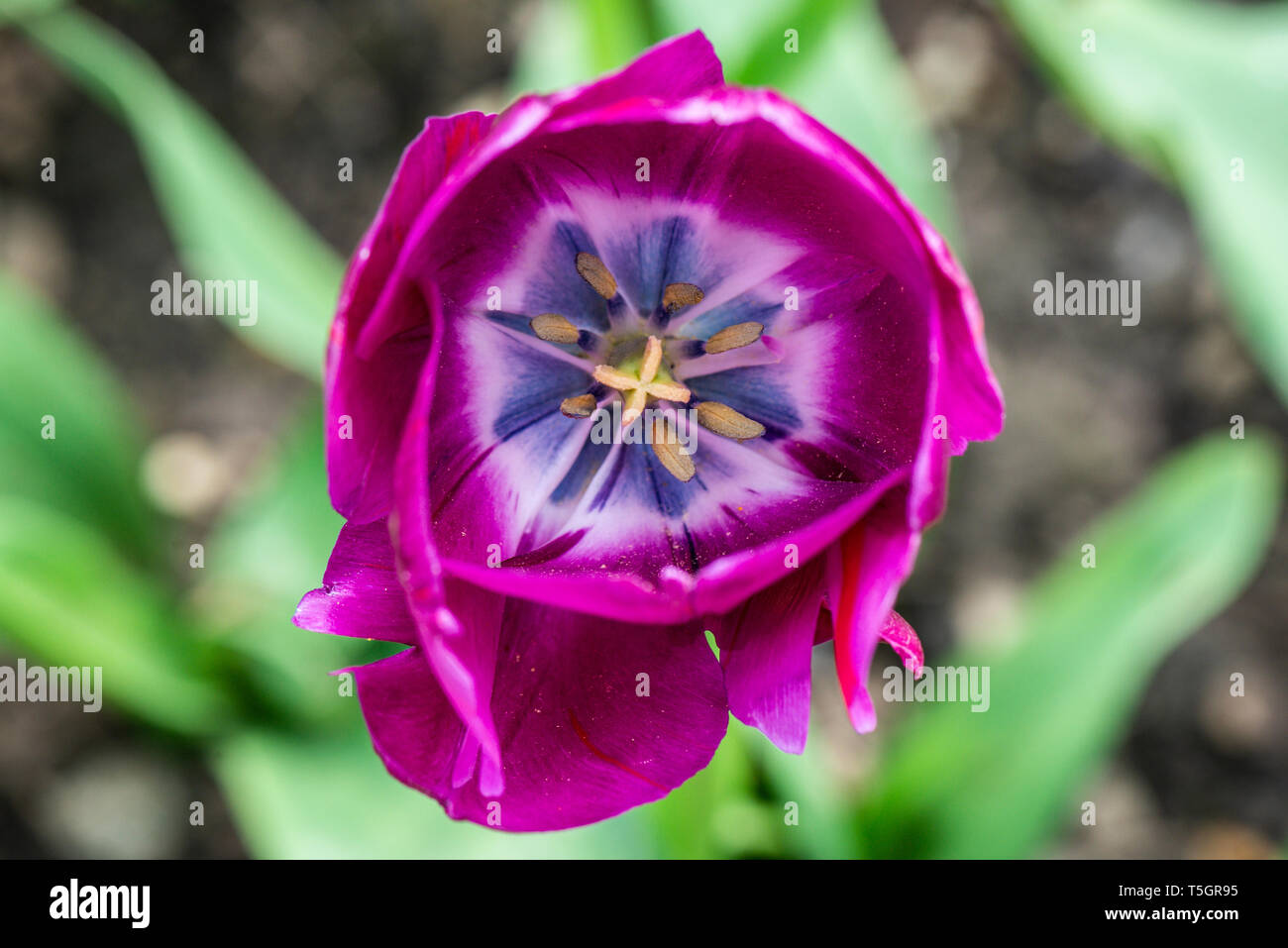 A Tulip 'Negrita' (Tulipa 'Negrita') flower from above Stock Photo
