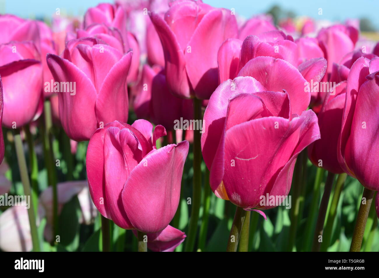 Pink Tulips at Wooden Shoe Tulip Festival in Woodburn Oregon Stock