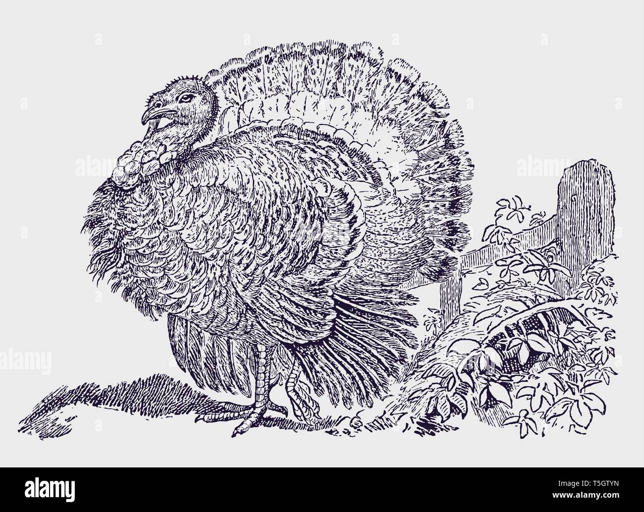 Turkey Fan Drawing