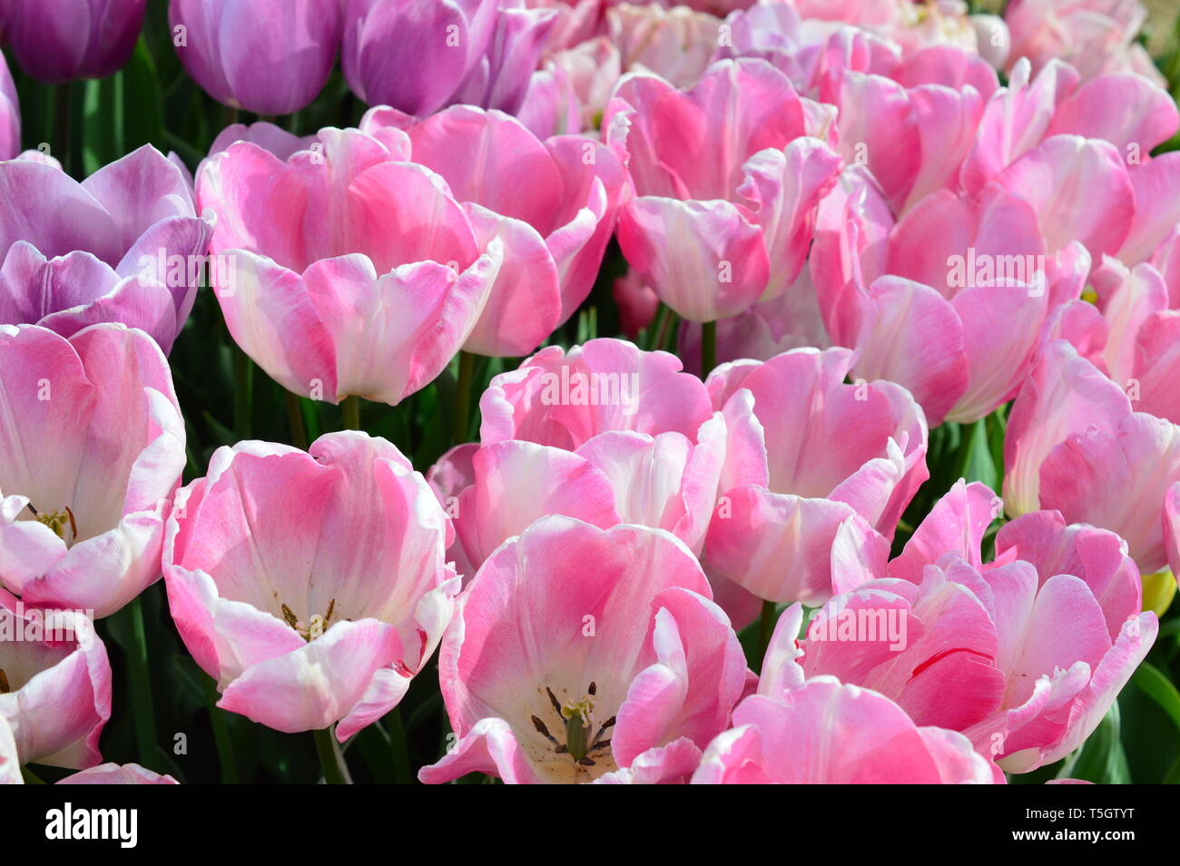 Pink Tulips at Wooden Shoe Tulip Festival in Woodburn Oregon Stock