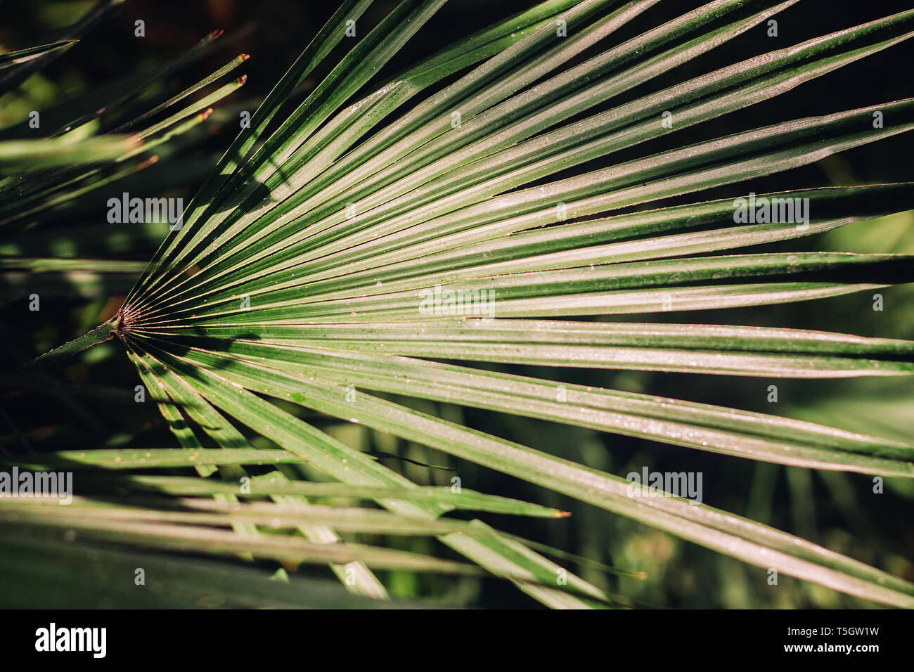 Tropical green leaf texture hi-res stock photography and images - Alamy