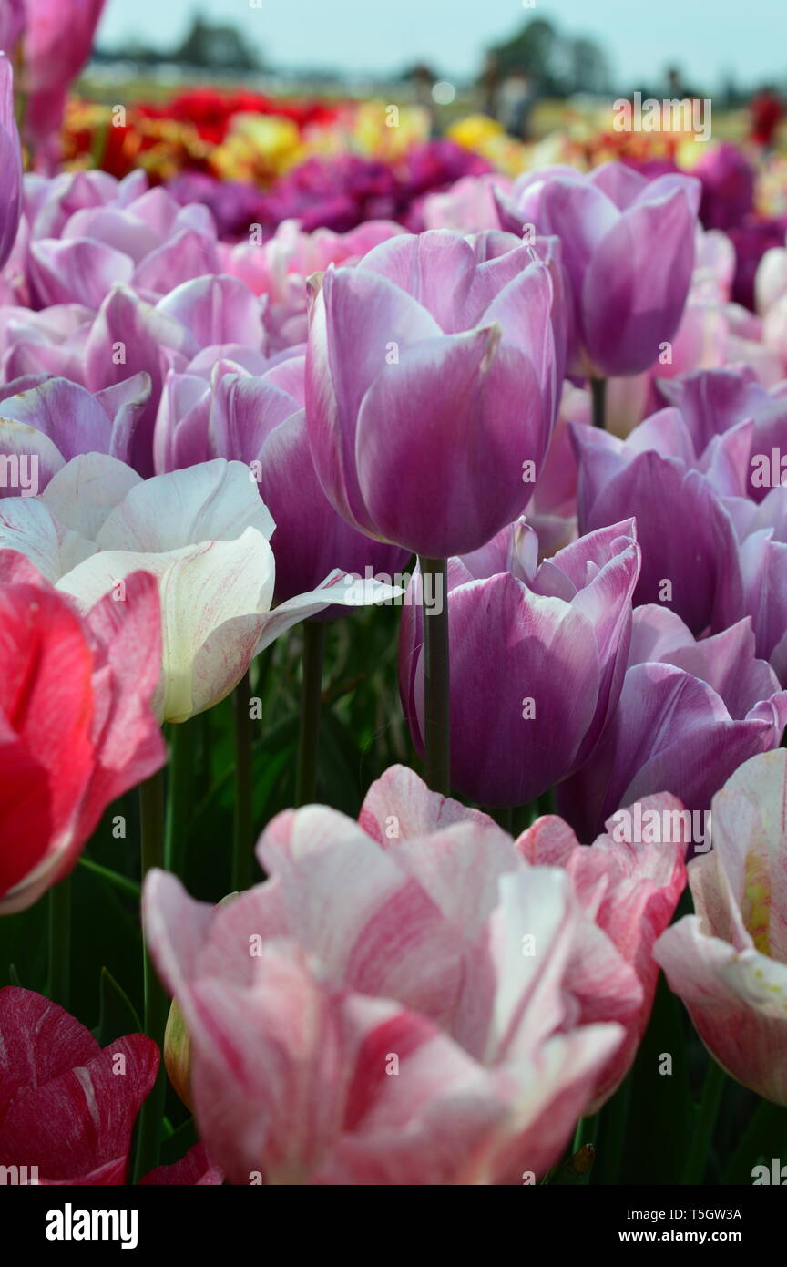 Pink Tulips at Wooden Shoe Tulip Festival in Woodburn Oregon Stock