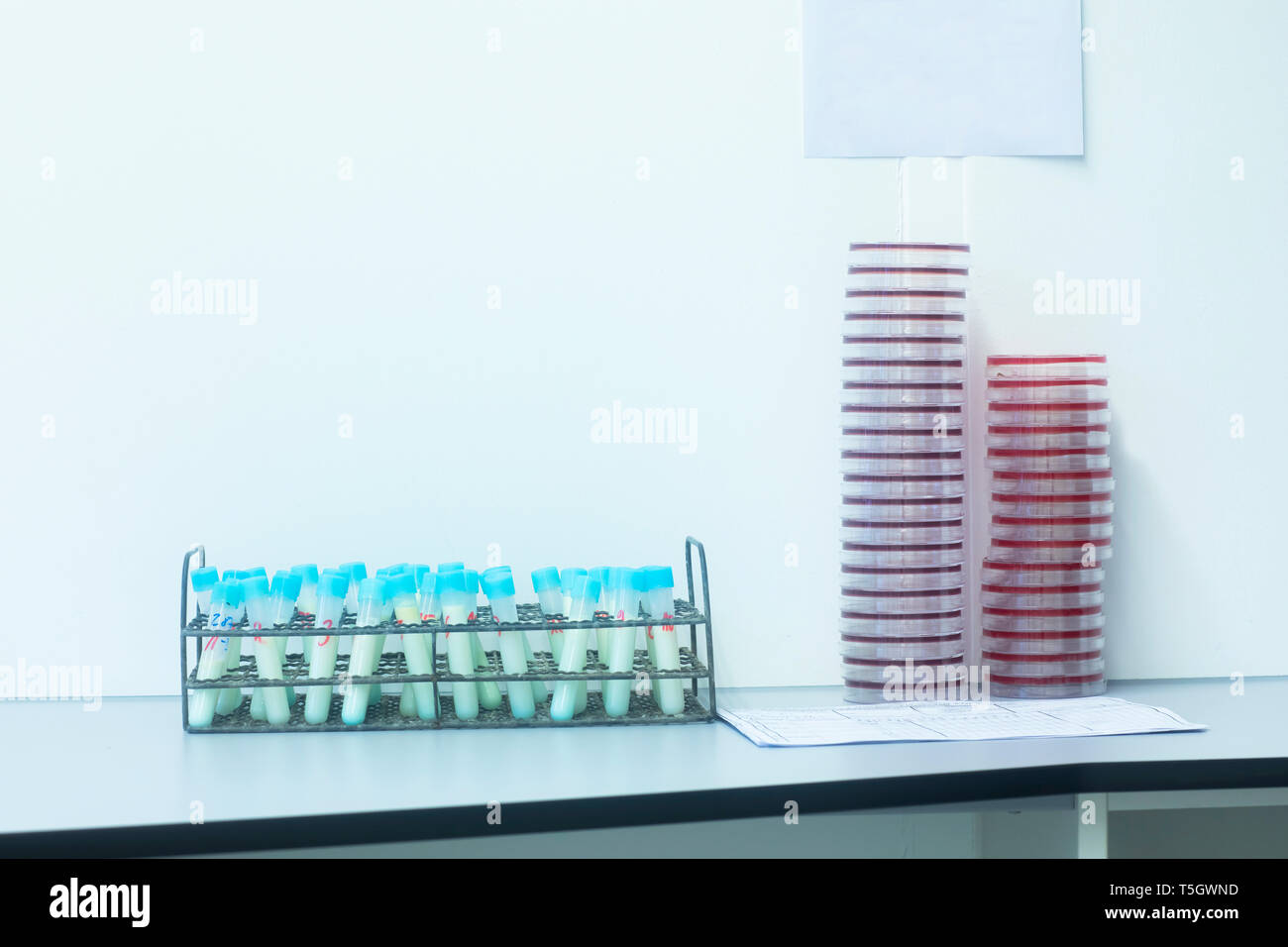 Petri dishes and test tubes in lab Stock Photo - Alamy