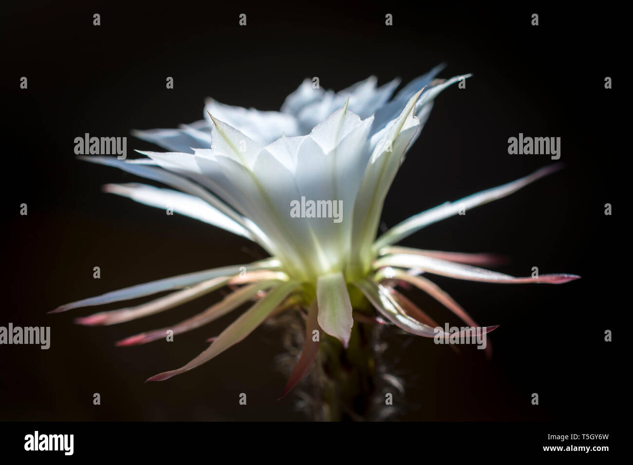 White blossom of Easter Lily Cactus against black background Stock Photo
