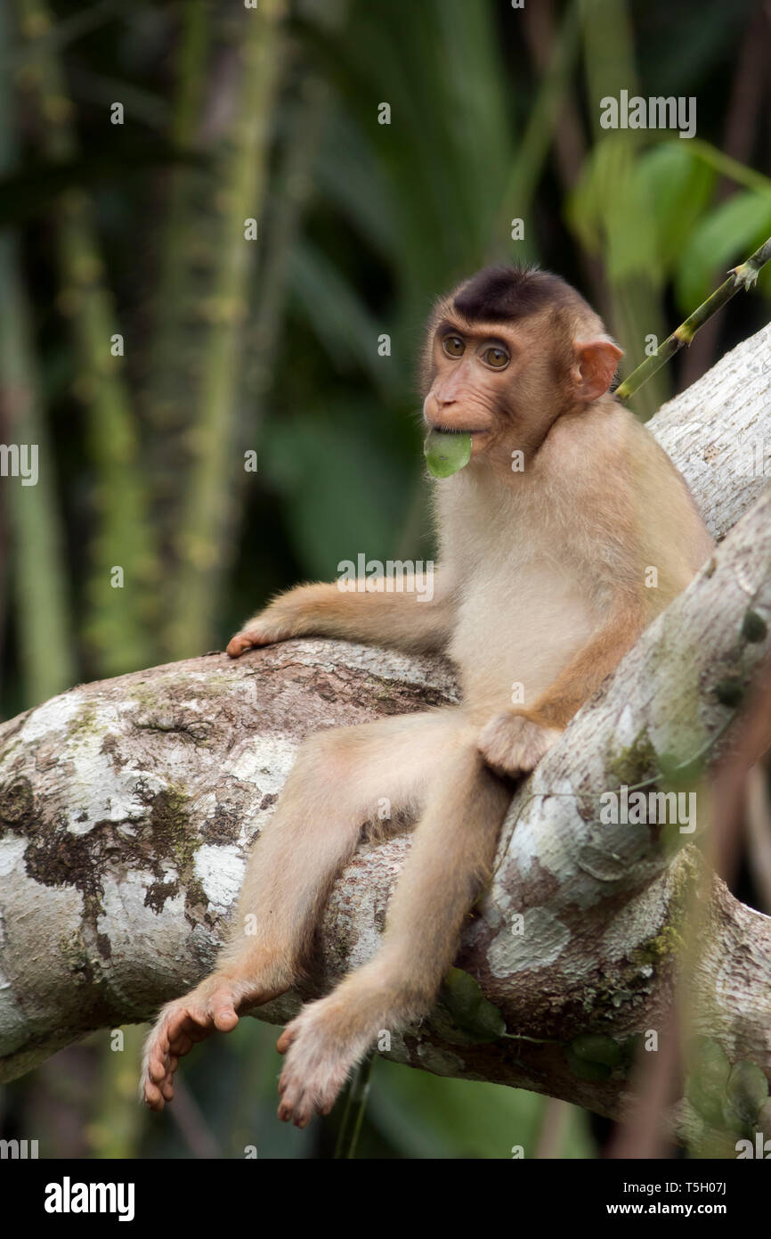 Malaysia, Borneo, Sepilok Orangutan Rehabilitation Centre, young Northern pig-tailed macaque Stock Photo