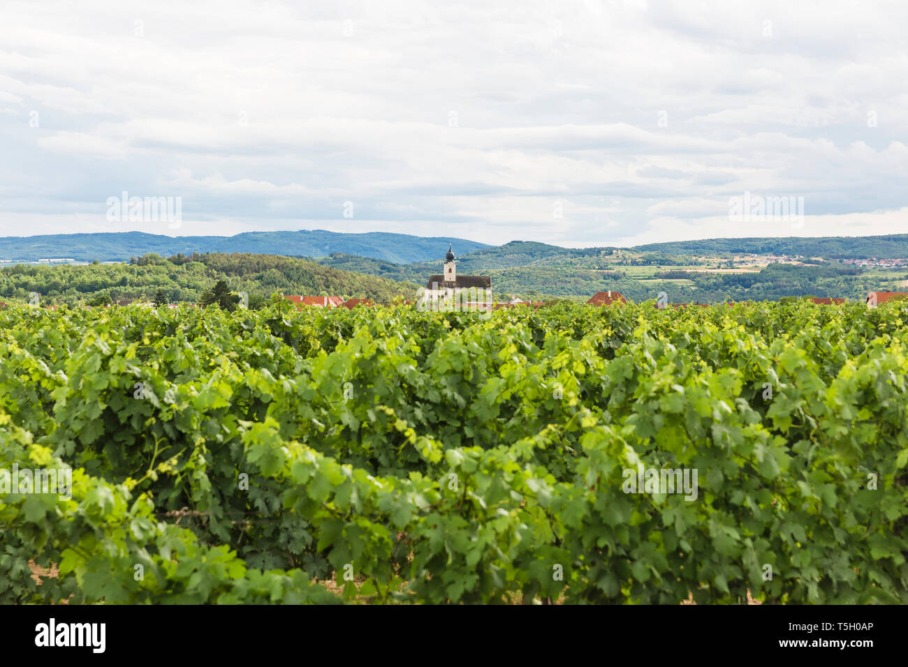 Austria, Krems-Land District, Stratzing, vineyard Stock Photo - Alamy