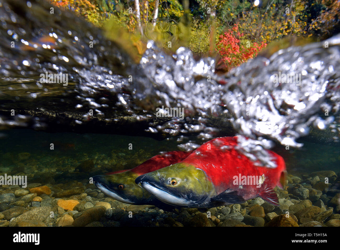 California, British Columbia, Adams River, Sockeye salmons, Oncorhynchus nerka, over-under image Stock Photo