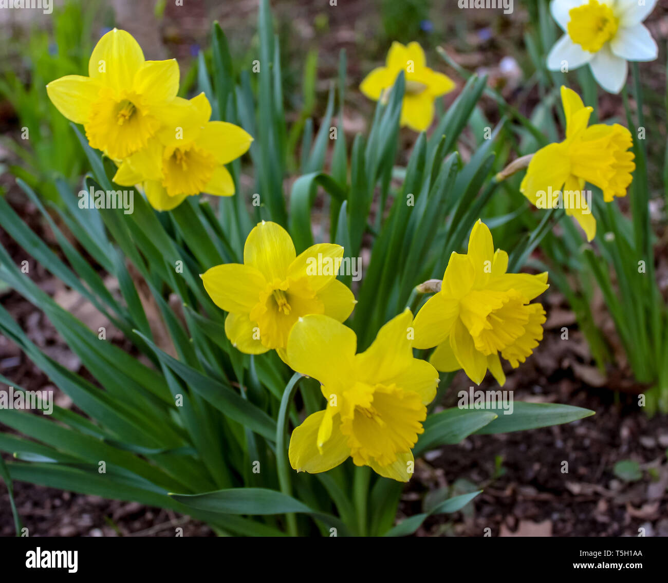 Flock of Daffodils Stock Photo