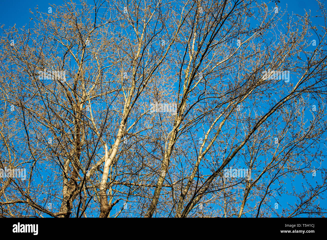 Budding Tree Stock Photo Alamy