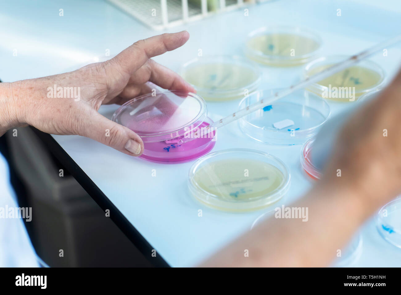Lab technician experimenting in lab Stock Photo