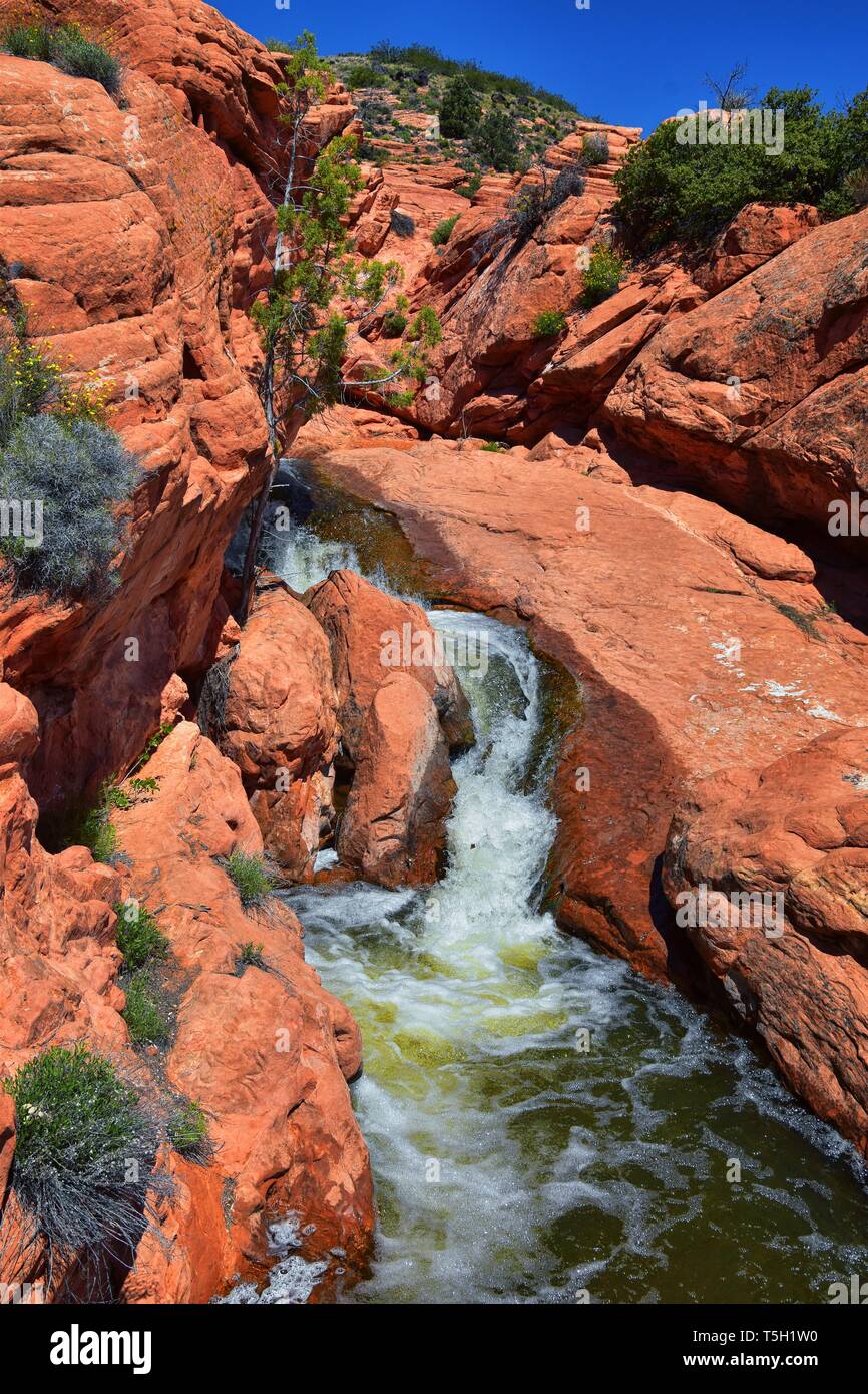 are dogs allowed at gunlock state park