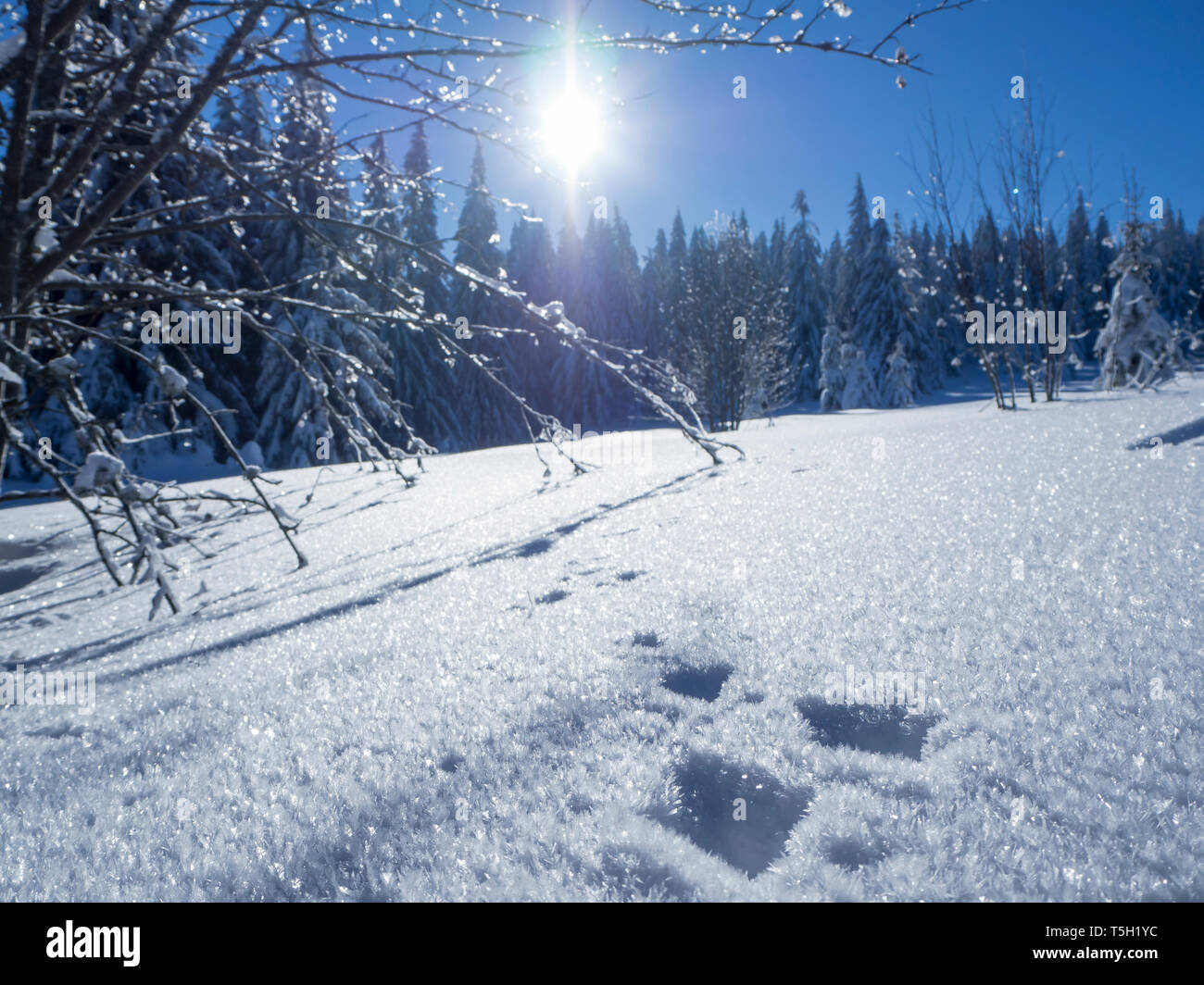 Germany, Upper Bavarian Forest Nature Park, snow-covered winter landscape with scent of hare Stock Photo