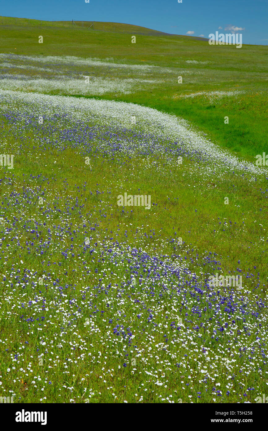 Wildflower field, Black Butte Lake Recreation Area, California Stock Photo