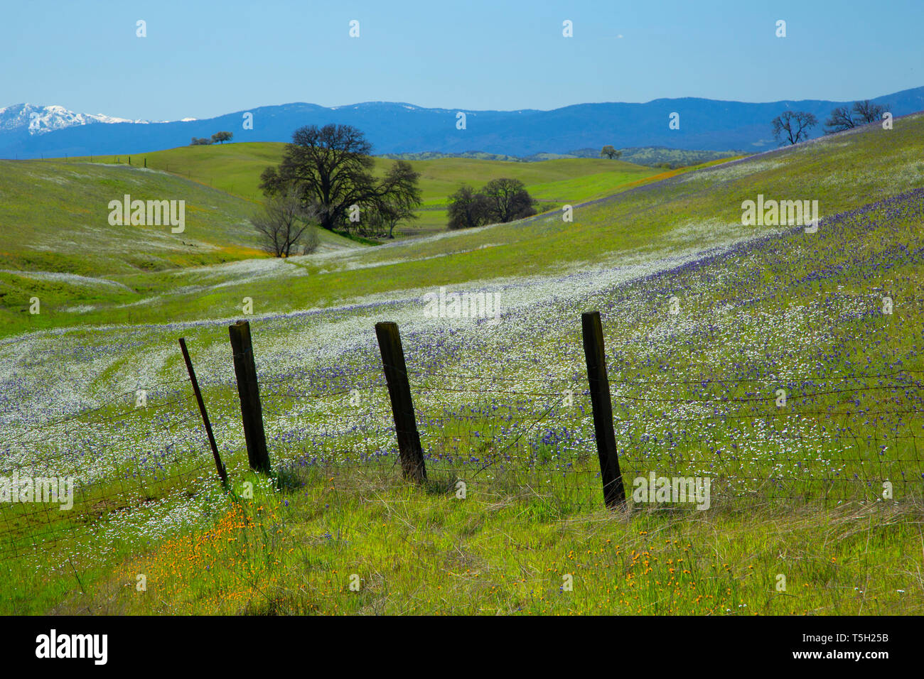 Wildflower field, Black Butte Lake Recreation Area, California Stock Photo