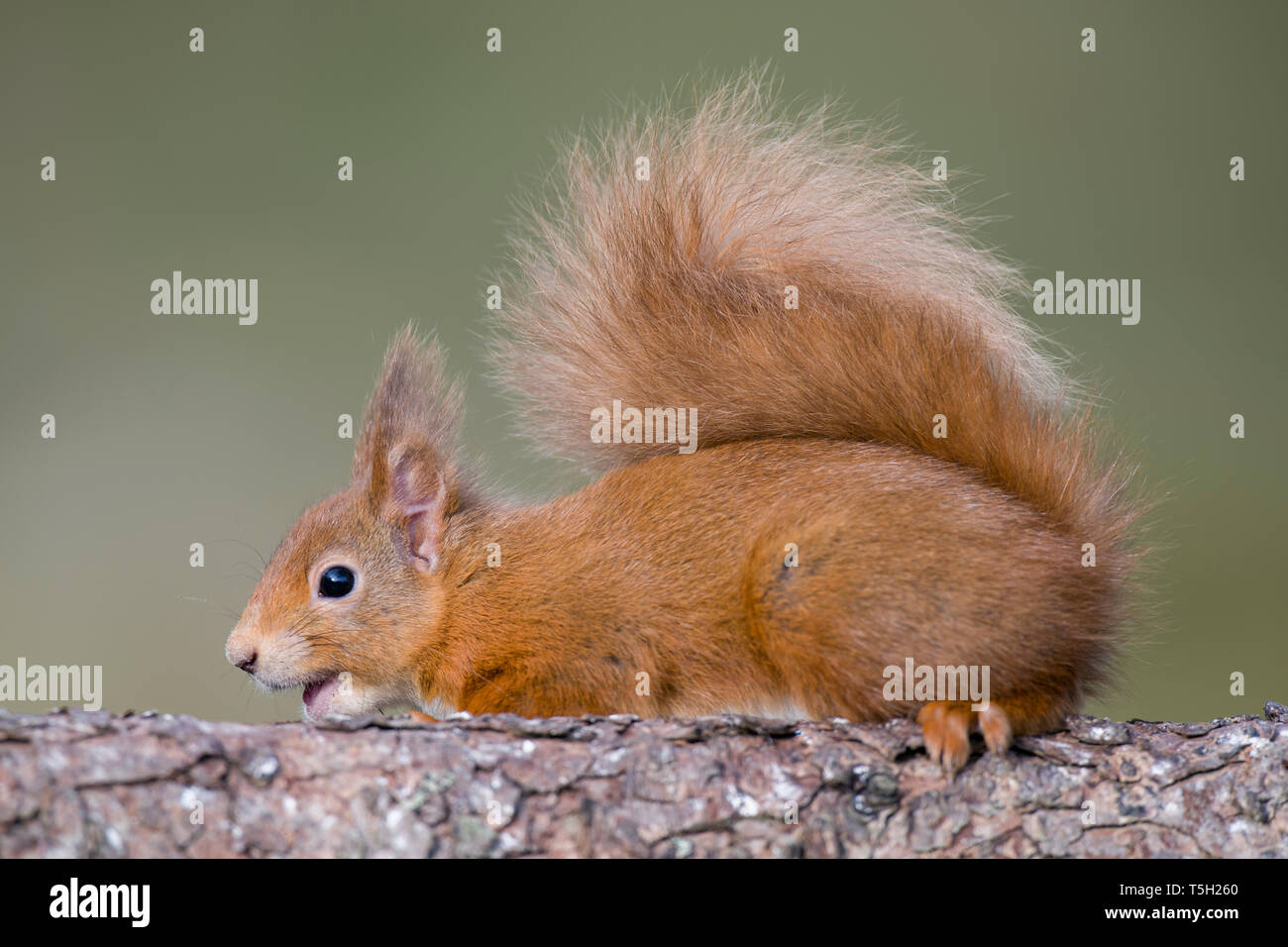 Red squirrel, Sciurus vulgaris Stock Photo
