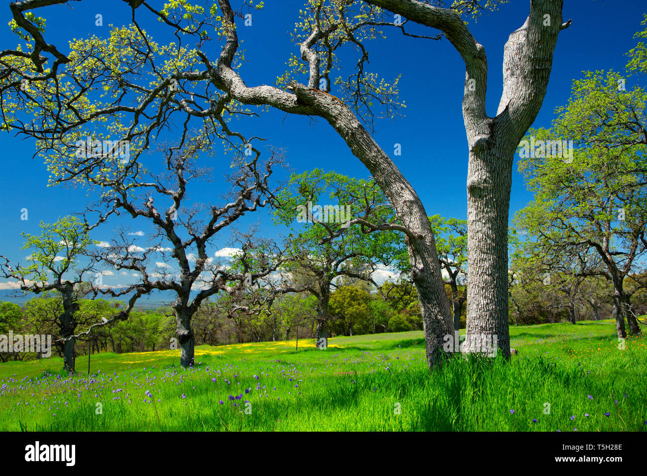 Oak woodland, Sacramento River Bend Area of Critical Environmental Concern, California Stock Photo