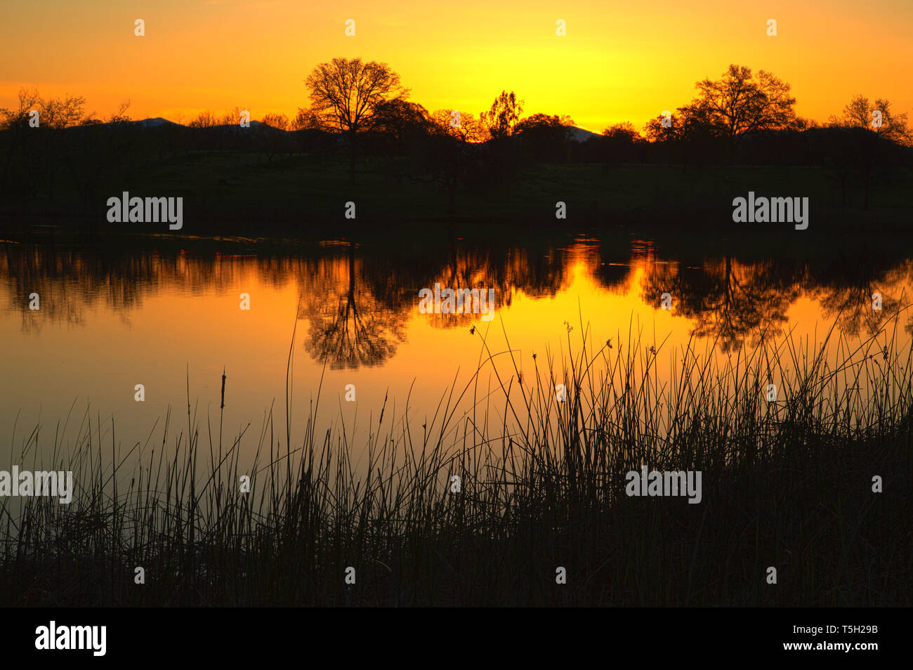Pond sunrise, Lema Ranch, Redding, California Stock Photo