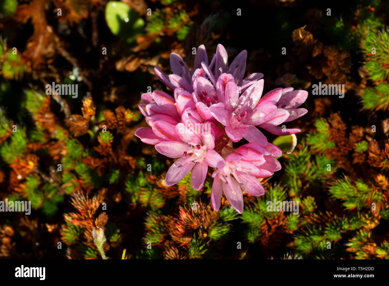 Scytheleaf onion (Allium falcifolium), North Table Mountain Ecological Reserve, California Stock Photo