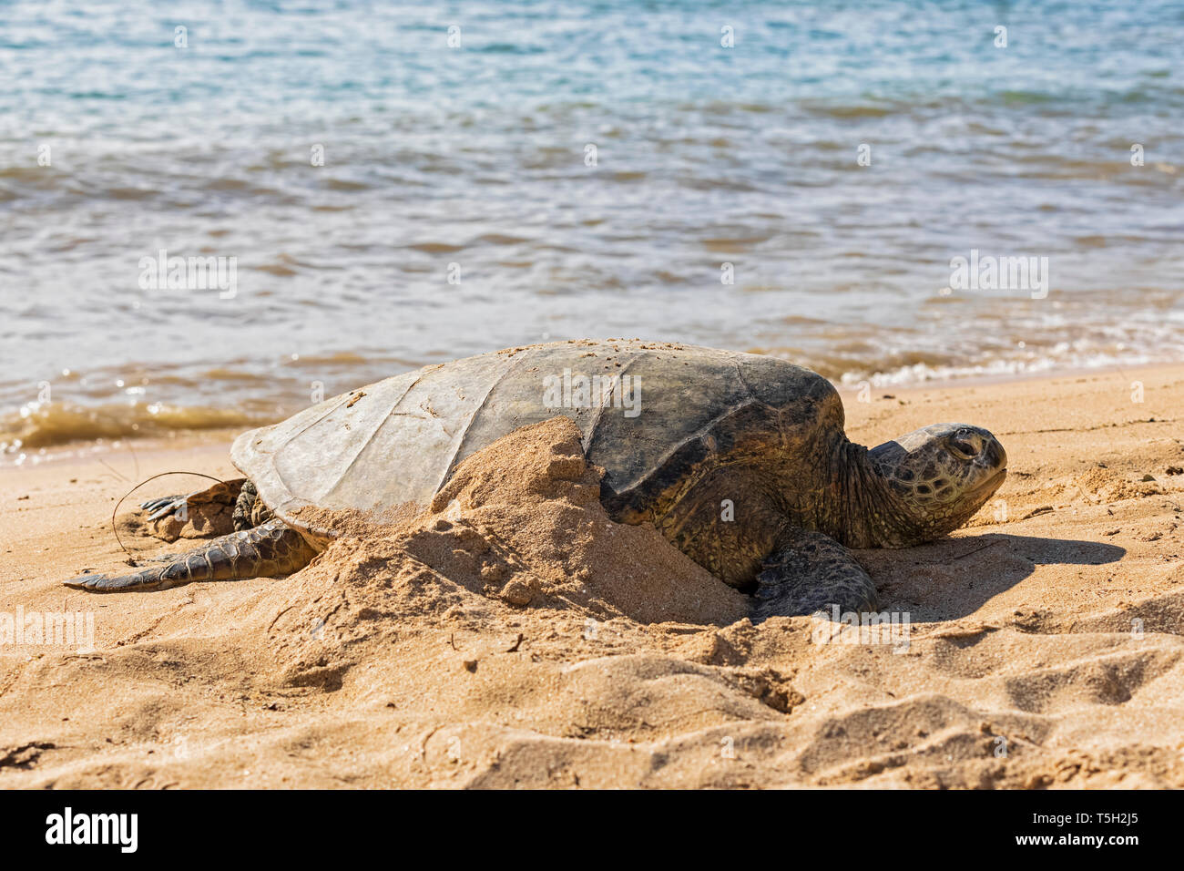 USA, Hawaii, Laniakea Beach, Green Sea Turtle, Chelonia mydas Stock Photo