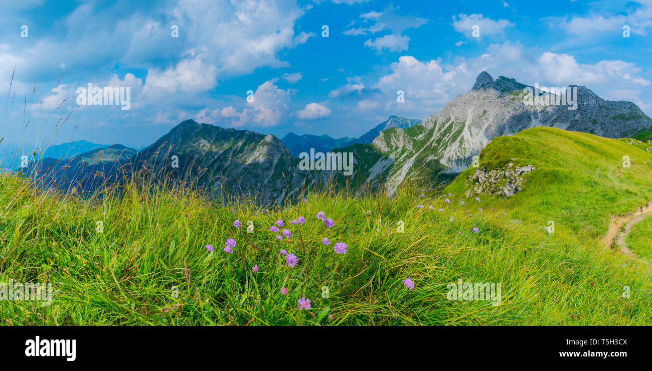 Germany, Bavaria, Allgaeu, Allgaeu Alps, Armeria alpina flowers, panoramic view Stock Photo