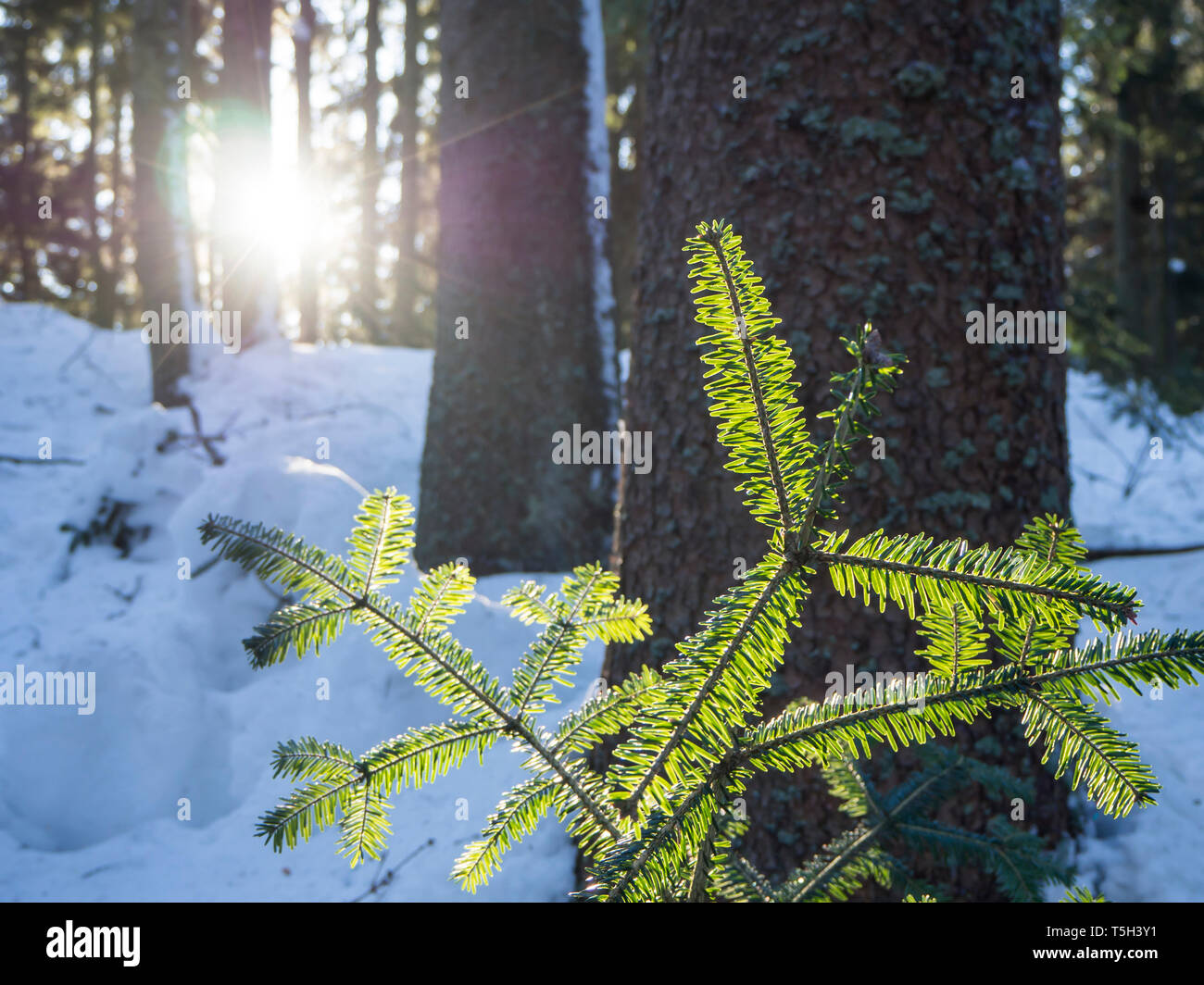 Germany, Upper Bavarian Forest Nature Park, growing fir branch at winter forest Stock Photo