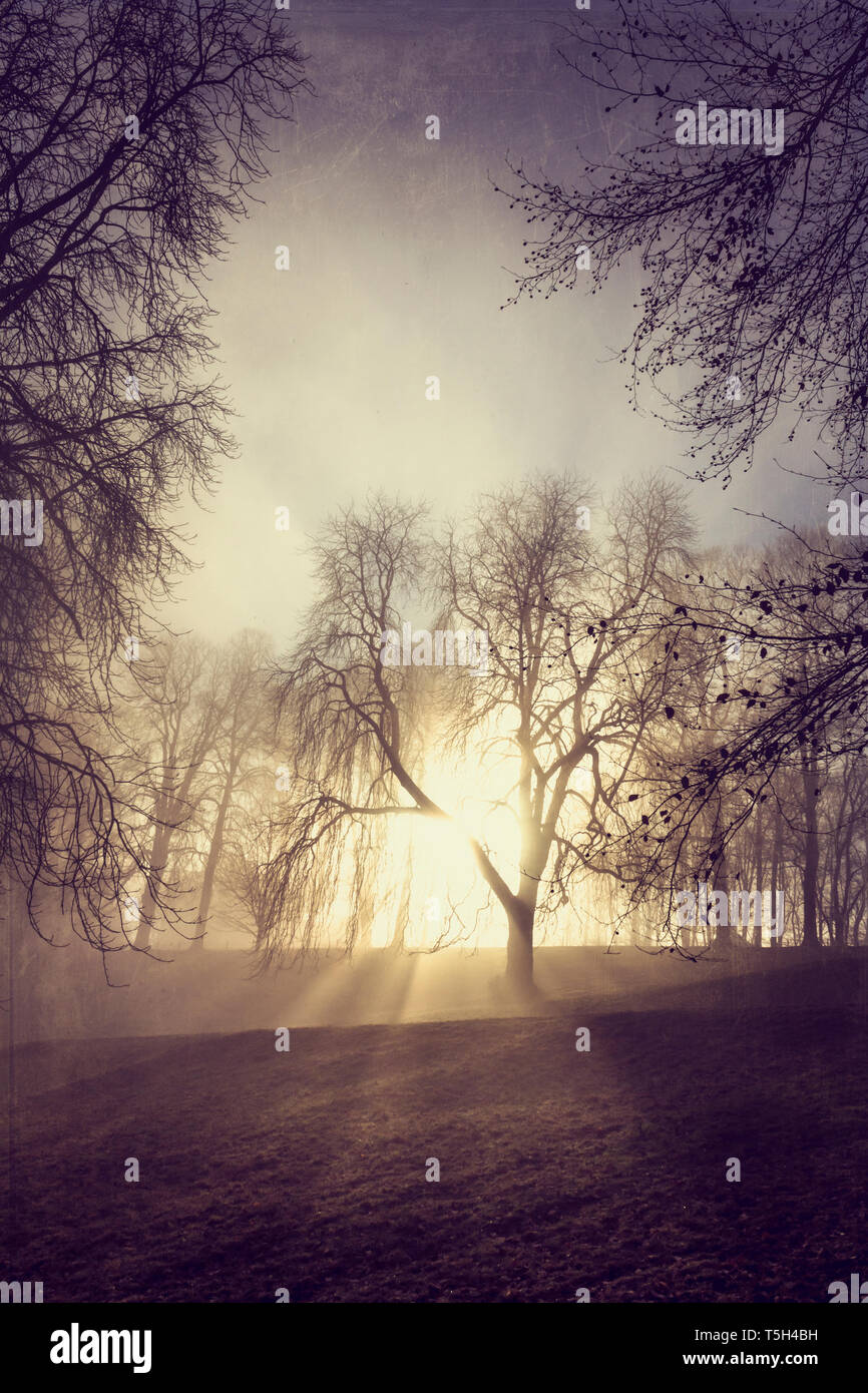 Sunrise winter trees hi-res stock photography and images - Alamy
