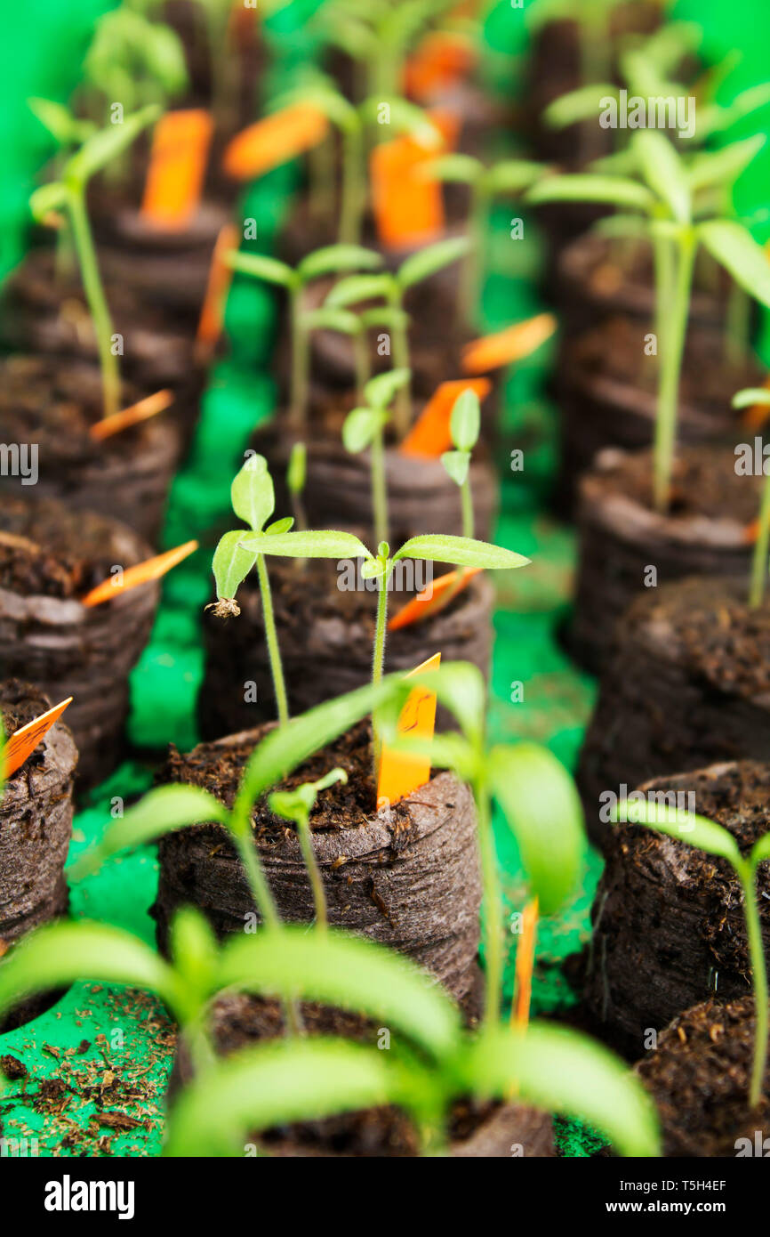 Tomato seedlings in mini greenhouse Stock Photo