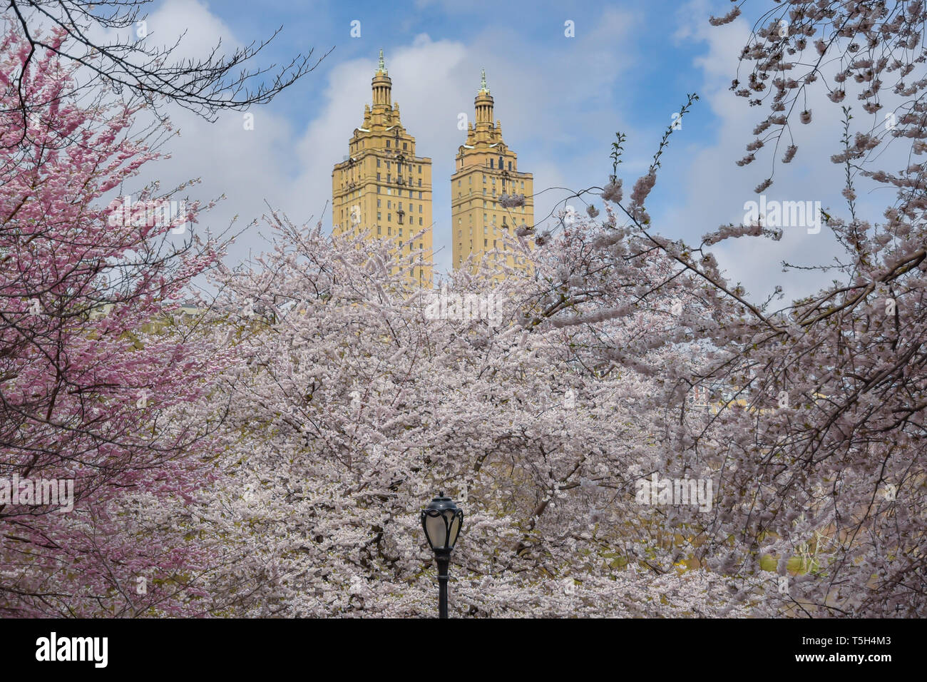 Flowering Cherry Blossoms in Central Park Stock Photo Alamy