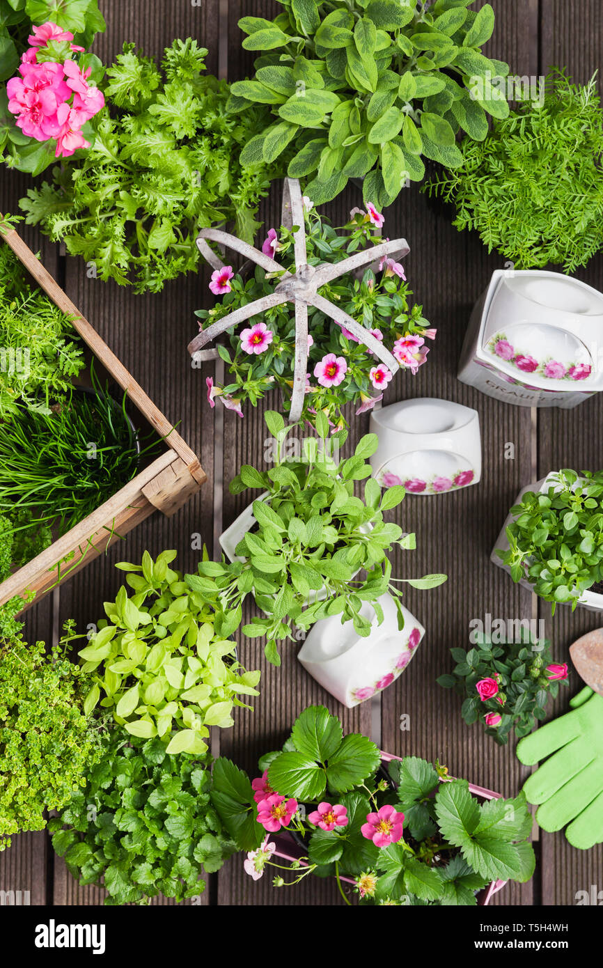 Planting herbs and flowers in to vintage storage pots for indoor farming Stock Photo