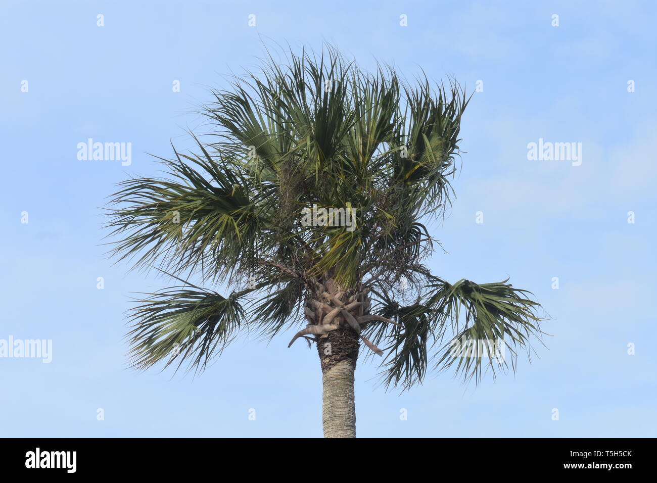 Isolated palm tree against a clear blue sky at St. Augustine, Florida, USA Stock Photo