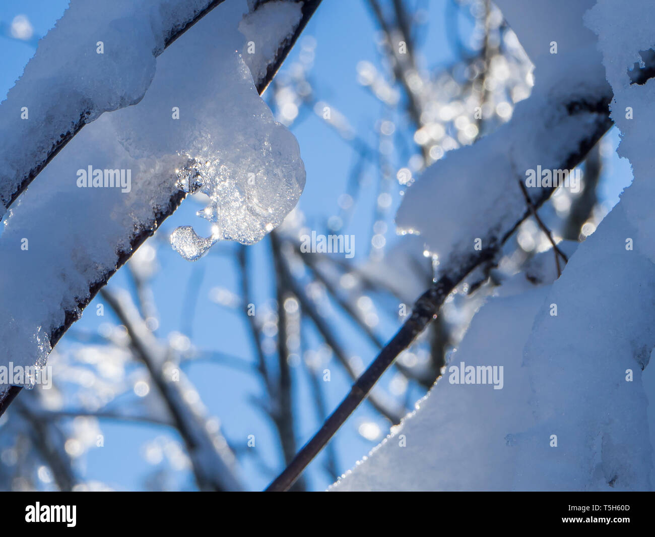 Snow-covered branches and twigs with frozen waterdrops, close-up Stock Photo