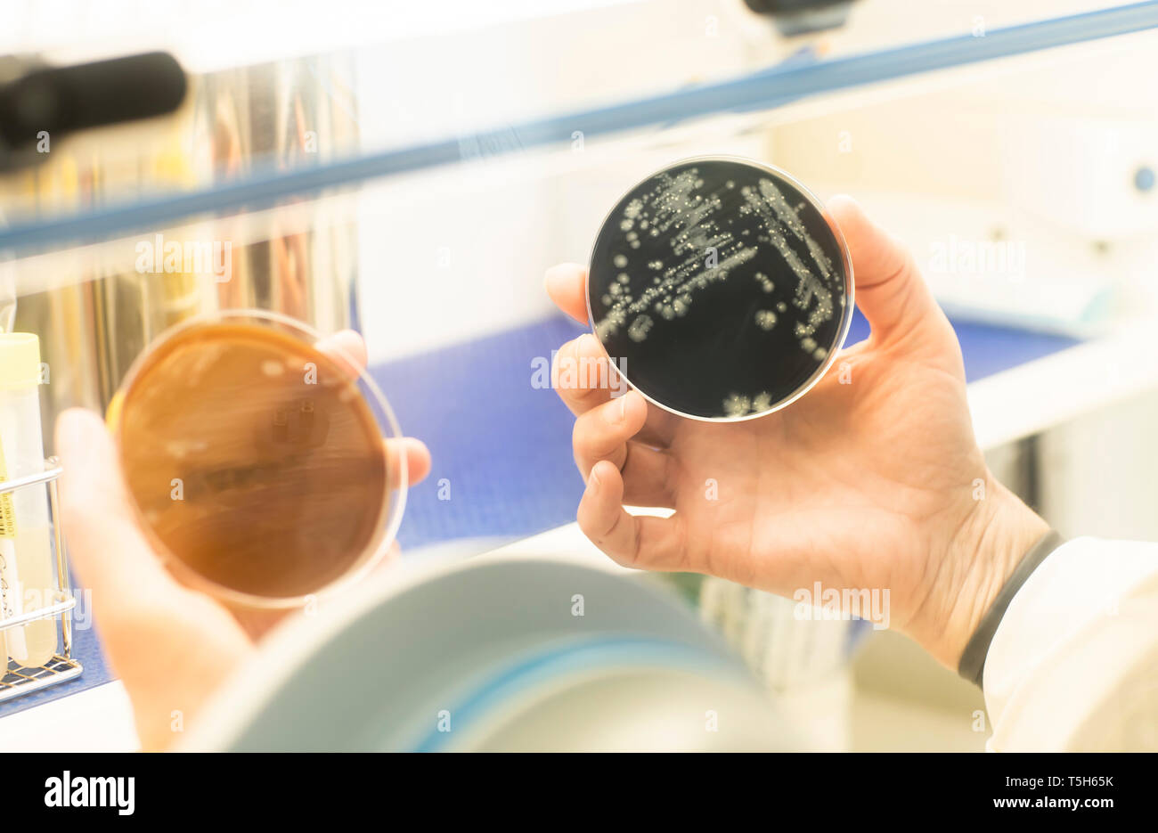 Working with oxygen-free lab samples Stock Photo