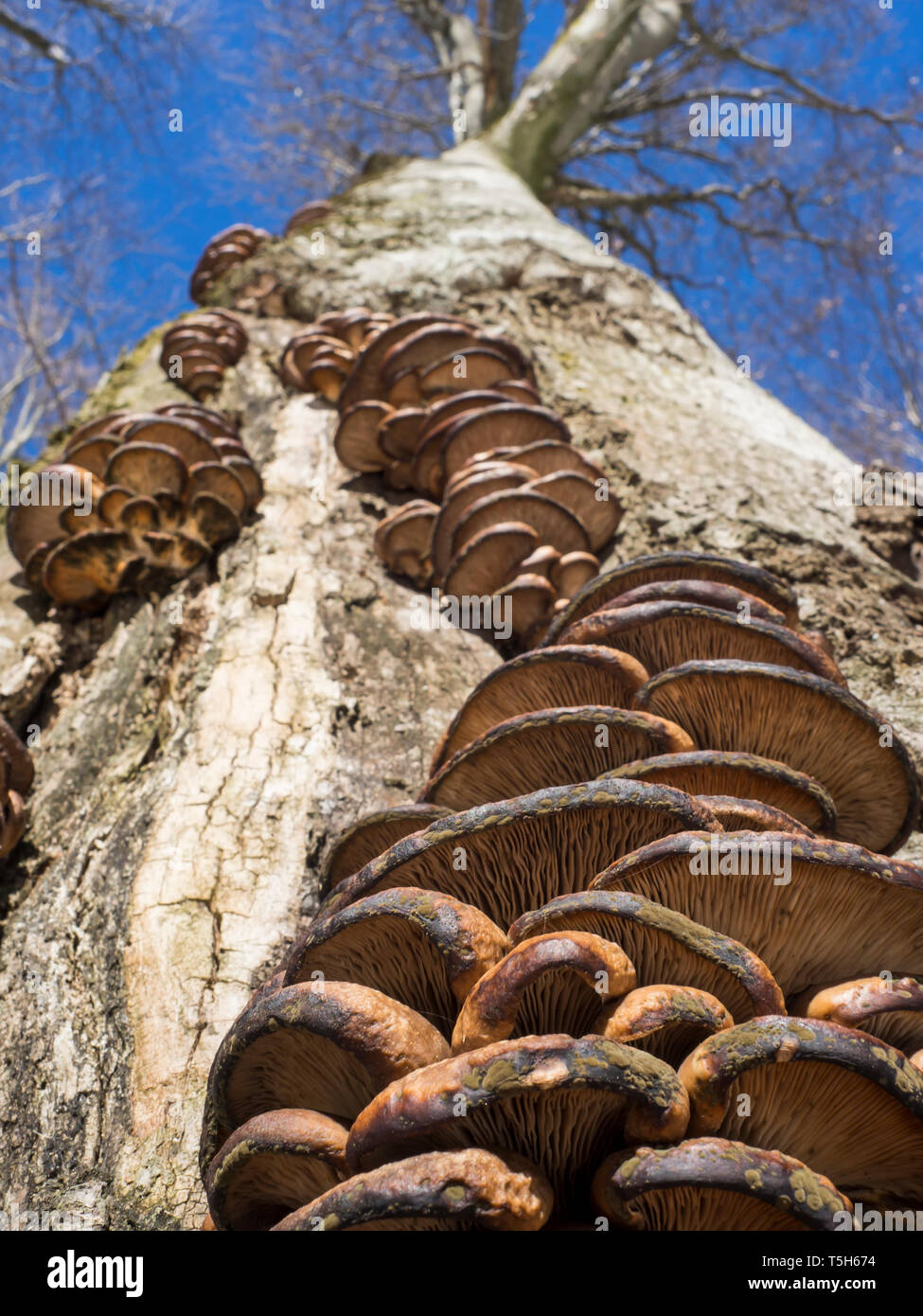 Angle bracket hi-res stock photography and images - Alamy
