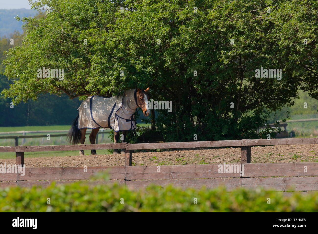 Cooling horse down hires stock photography and images Alamy