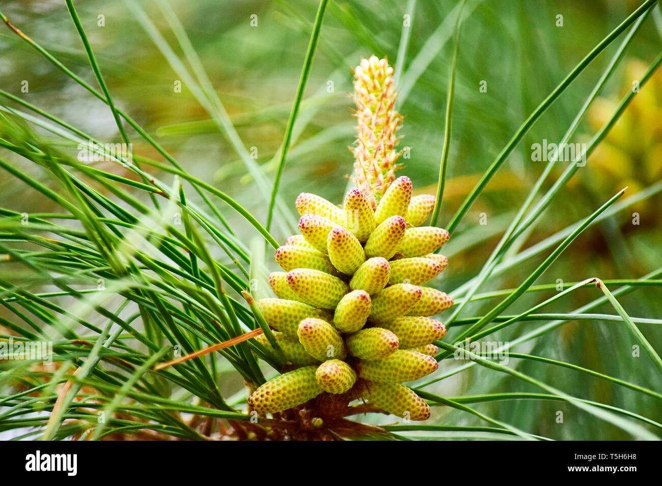 Early Stage Of Development High Resolution Stock Photography and Images