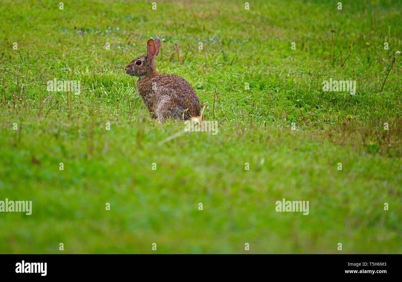 Lone Rabbit Lone Rabbit in lawn of green grass Stock Photo - Alamy