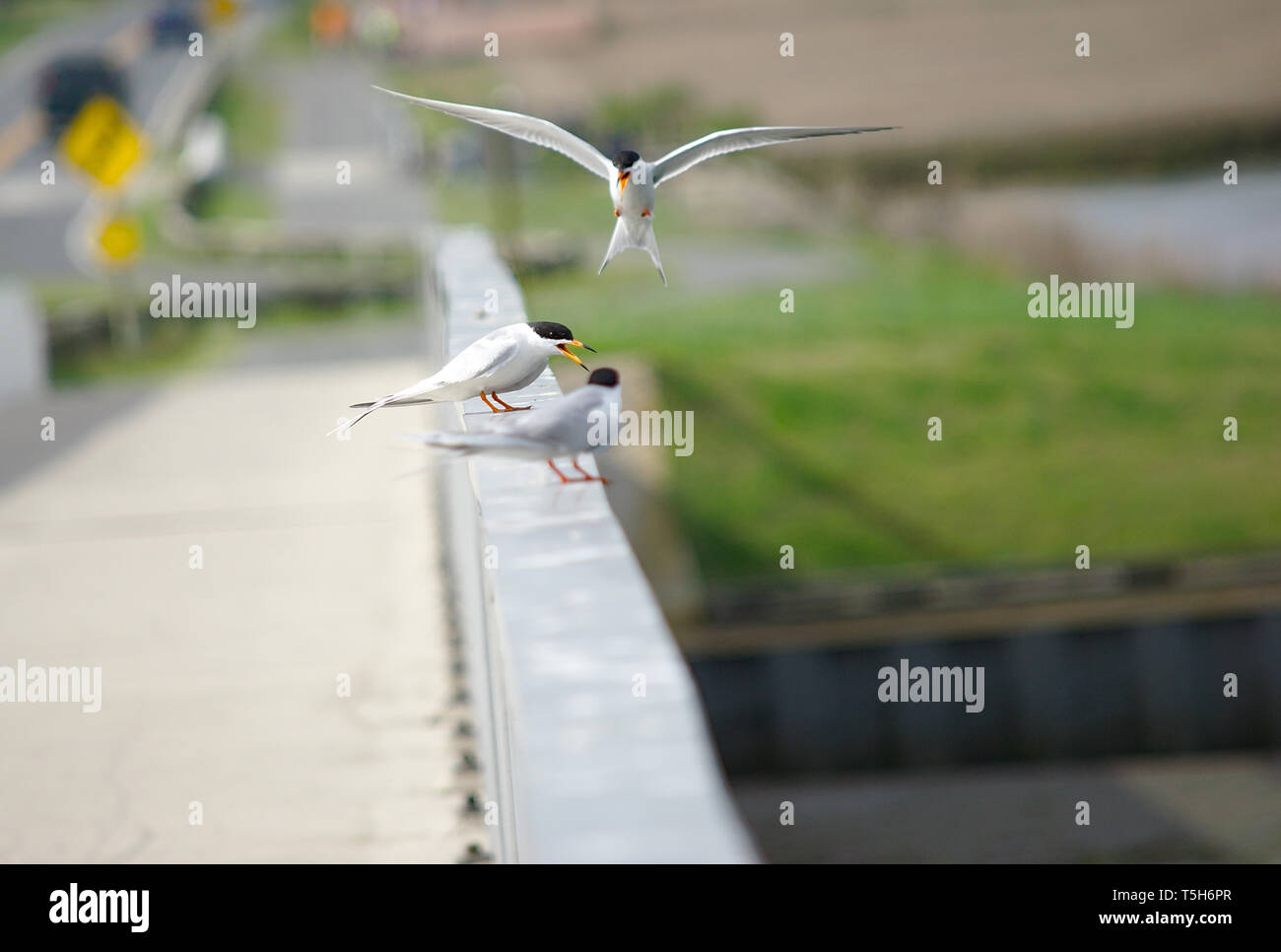 Common Tern hovering over bridge railing Stock Photo