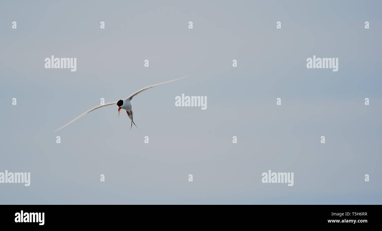 Common Tern hovering with sky background Stock Photo