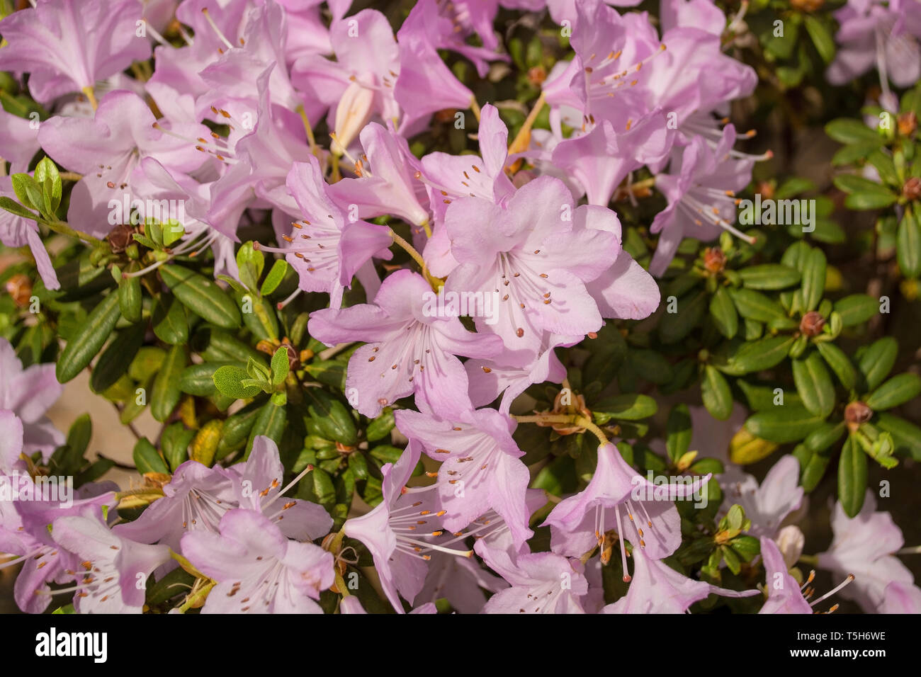 Pink lilac flowers growing on a Rhododendron in north east Italy Stock Photo