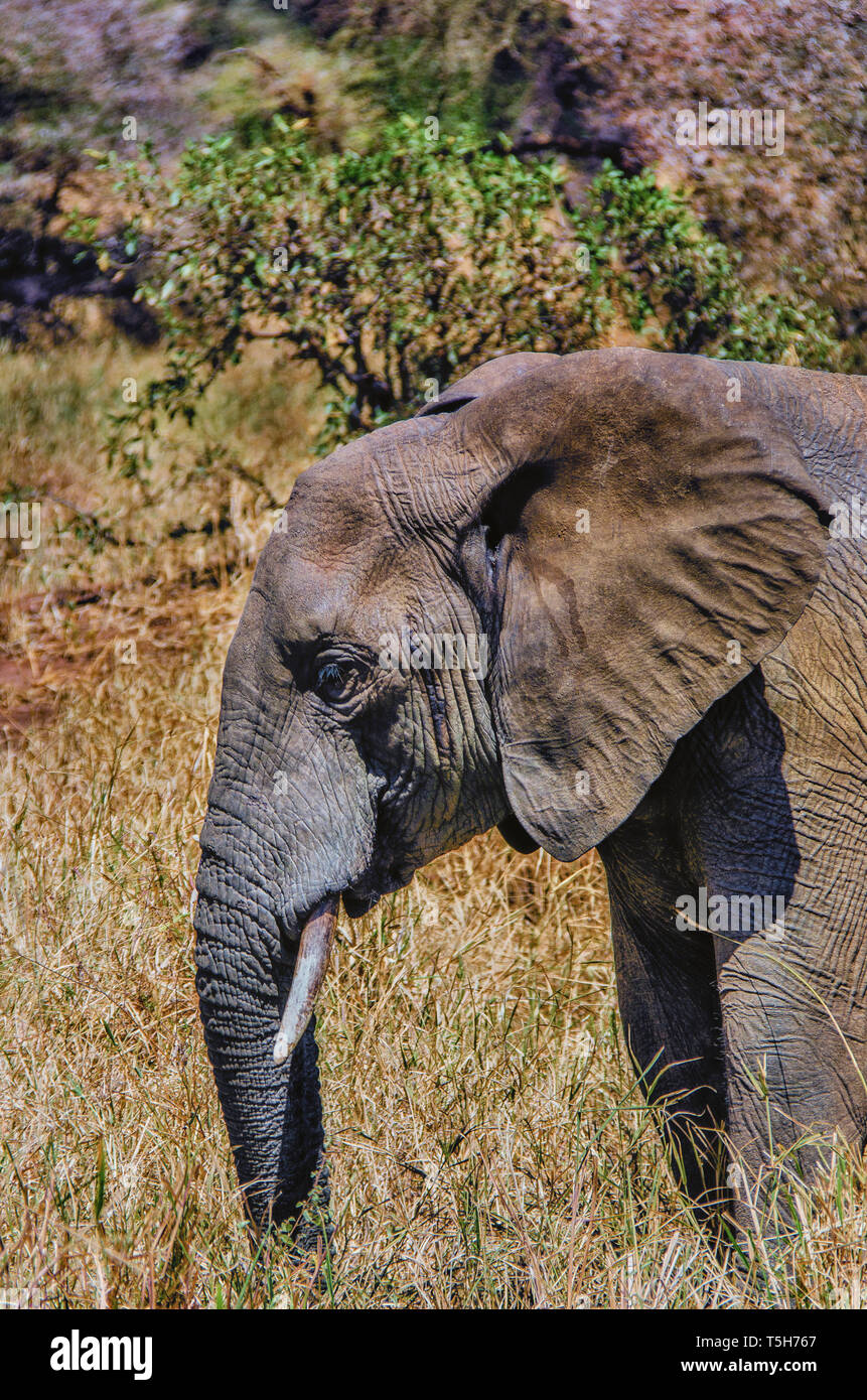 Side view of an African Elephant's Head Stock Photo Alamy