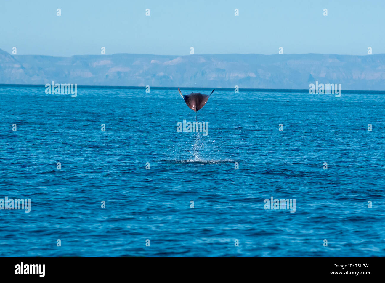 Leaping Mobula ray, Gulf of California, Mexico. Stock Photo