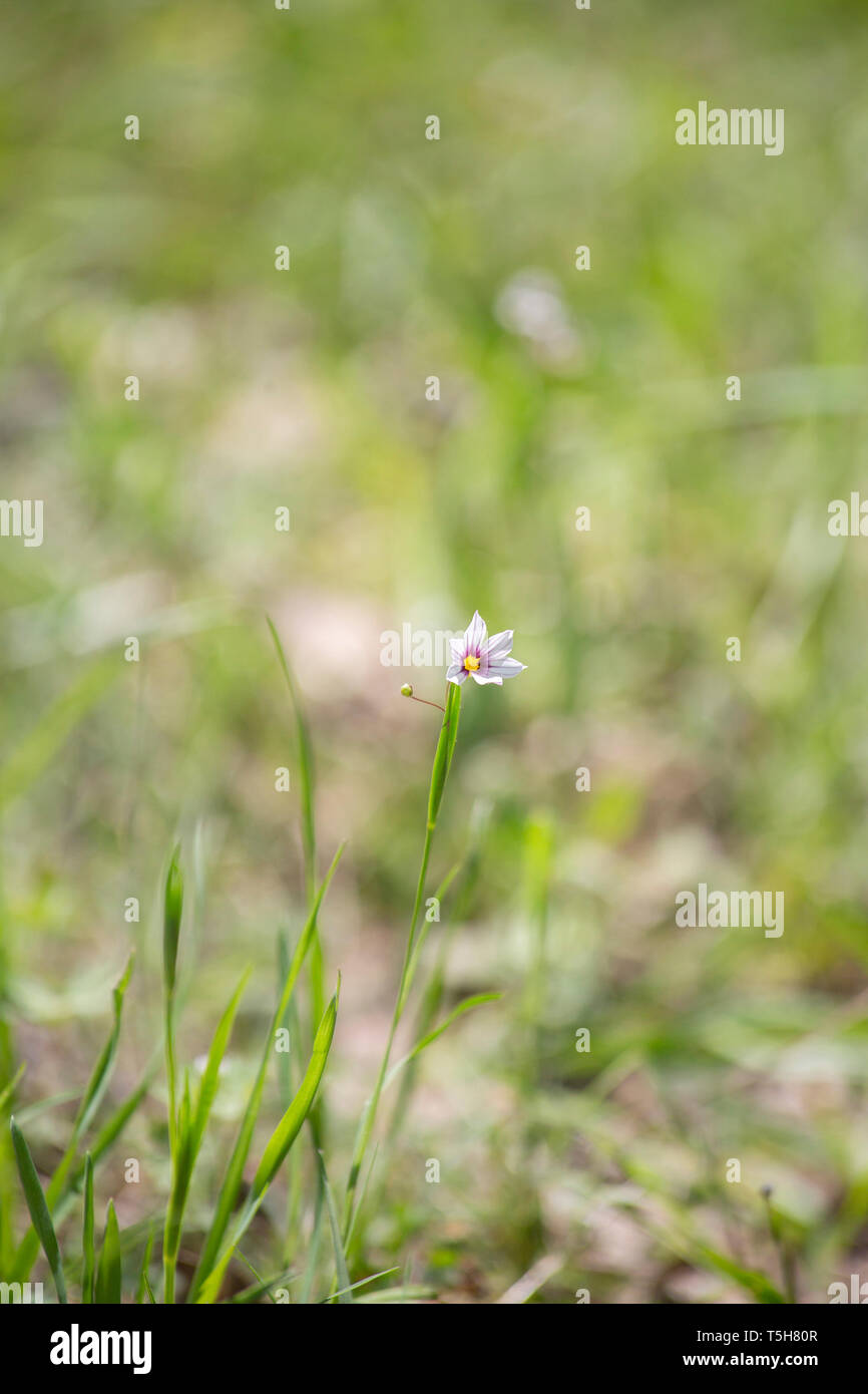 Organic wildflower scenery hi-res stock photography and images - Alamy